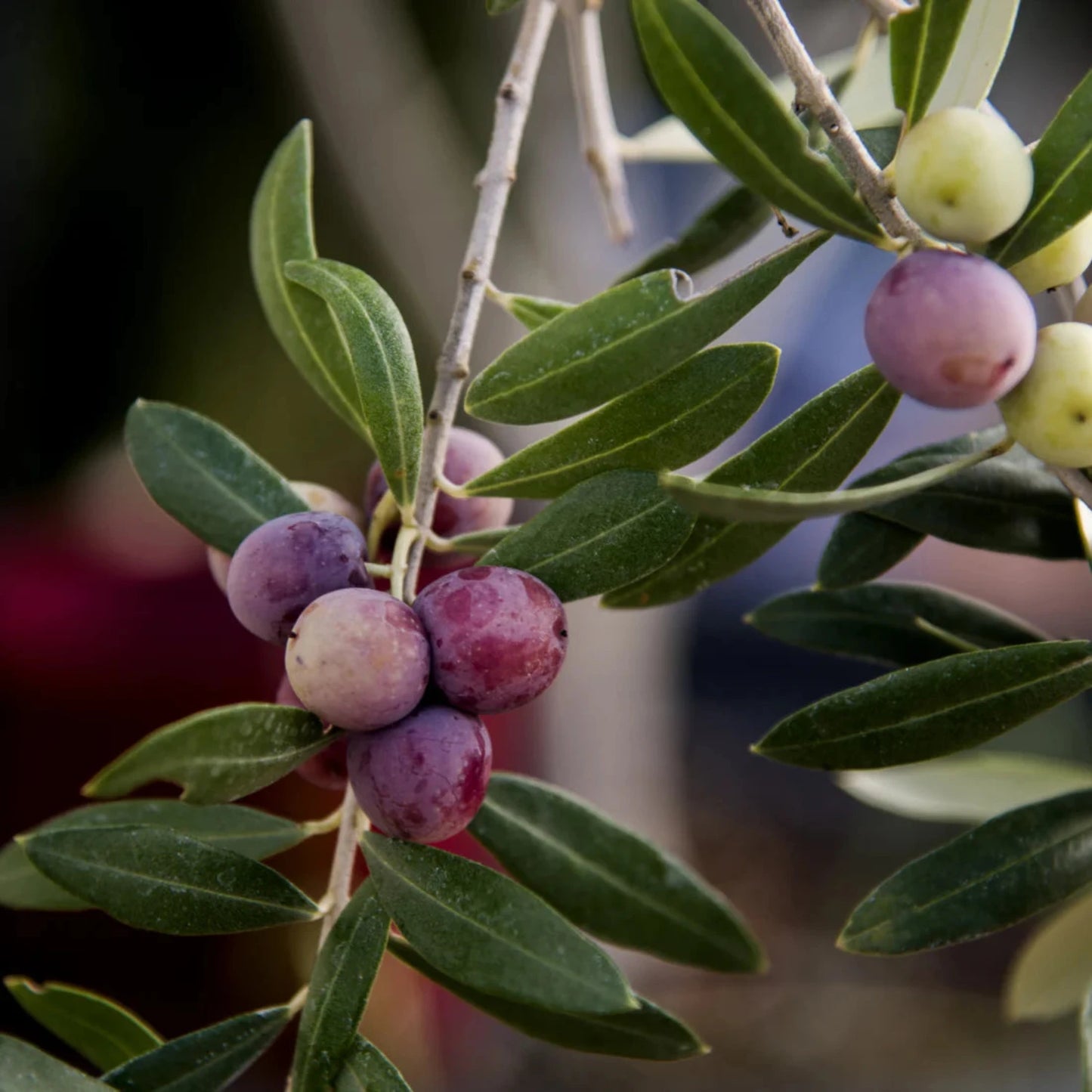 Olive Tree - 'Arbequina' - Olea europaea