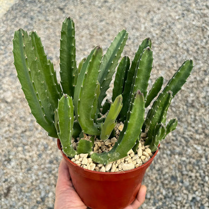 Stapelia gigantea Starfish Cactus - 6''