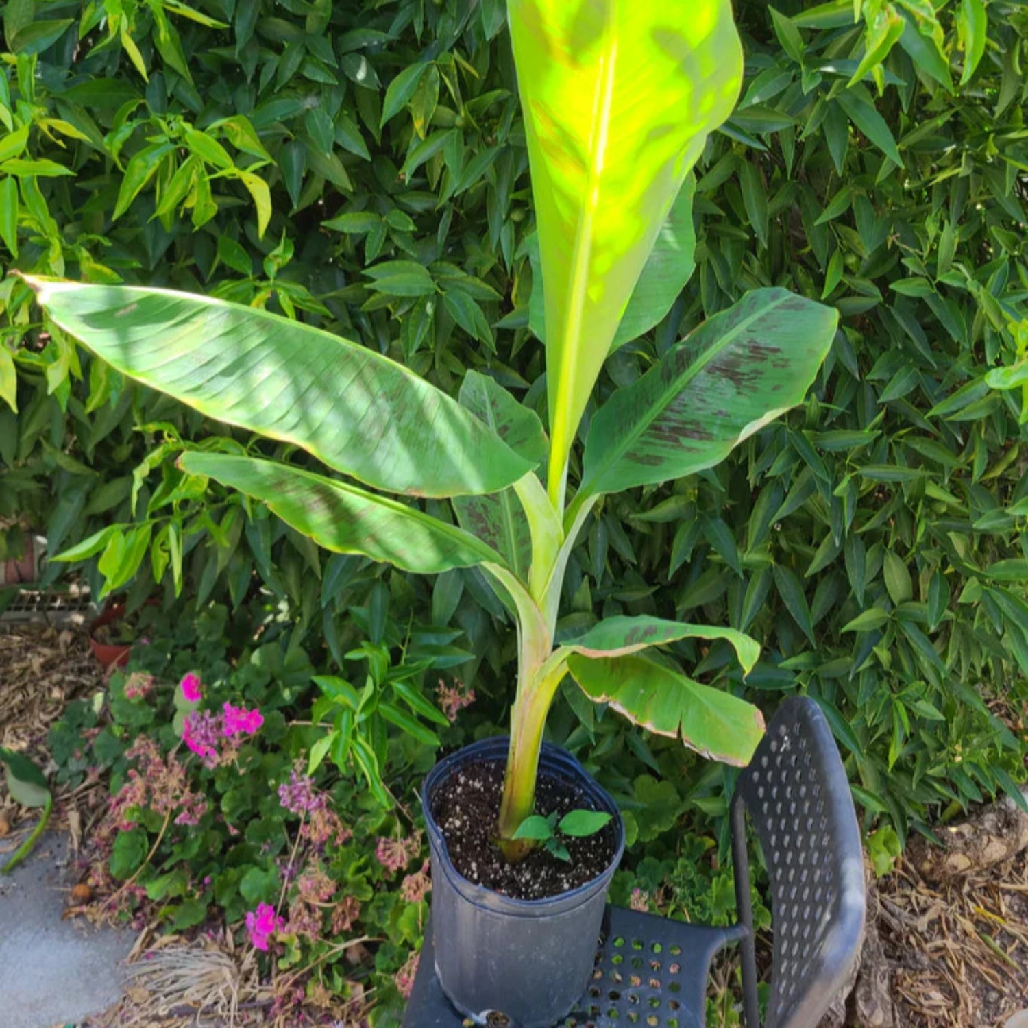 Musa - 'Gran Nain' - Banana Tree - Live Plant