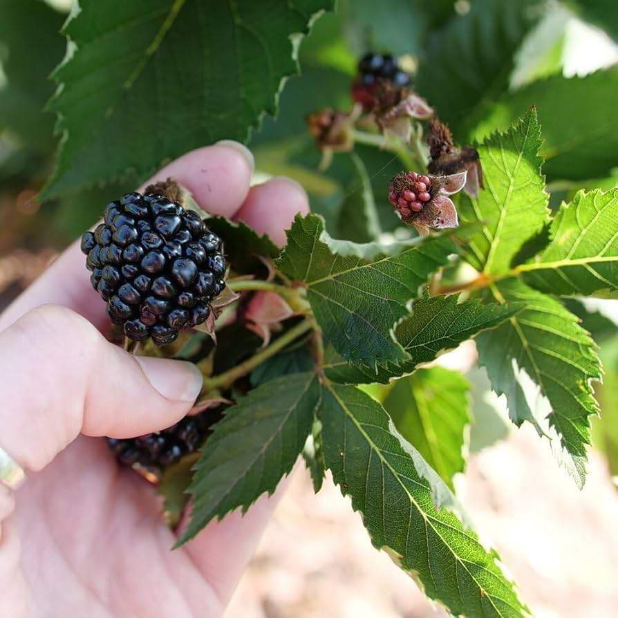 Ponca Thornless Blackberry Plants 2 Live plants