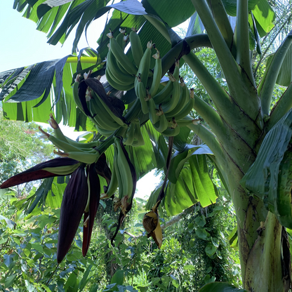 Dwarf Puerto Rican Plantain - 2 Live Plants - Cooking Plantain