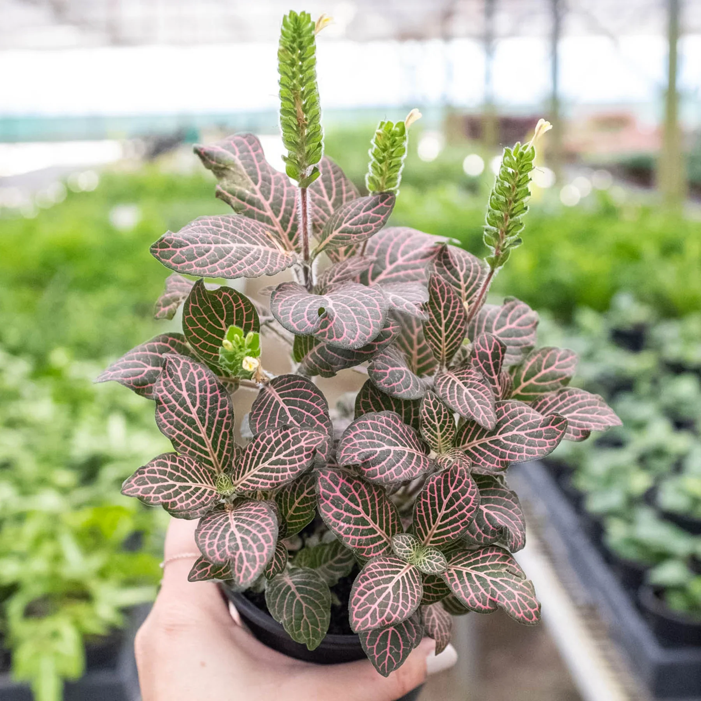 Pink Fittonia - 4"