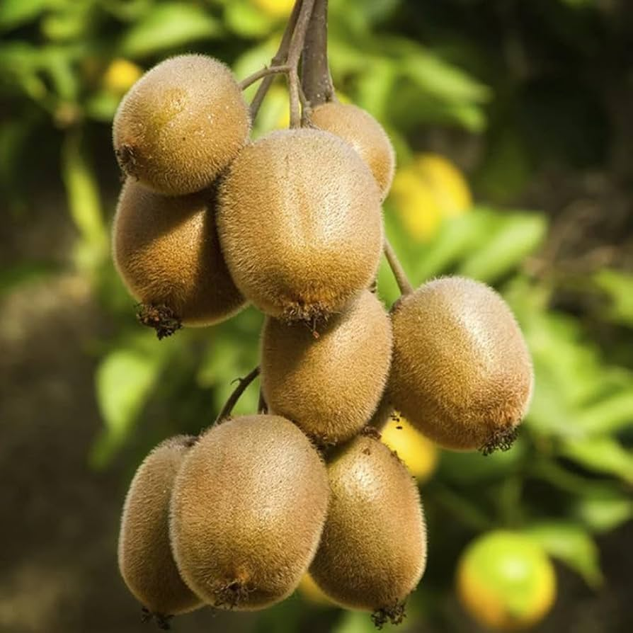 Male Kiwi - Actinidia chinensis - Male Tomuri! Live Plant