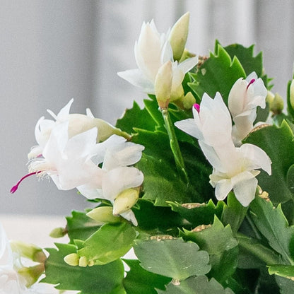 Christmas Cactus White - 4''