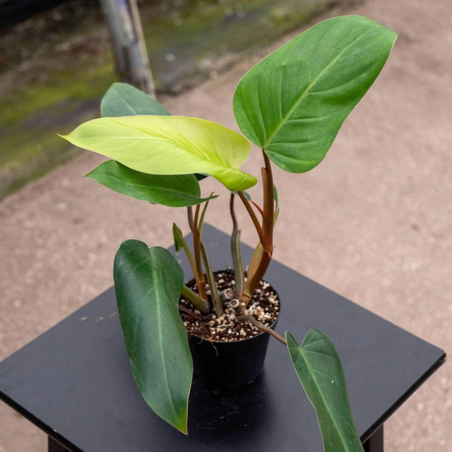 Philodendron Emerald Red - 4''