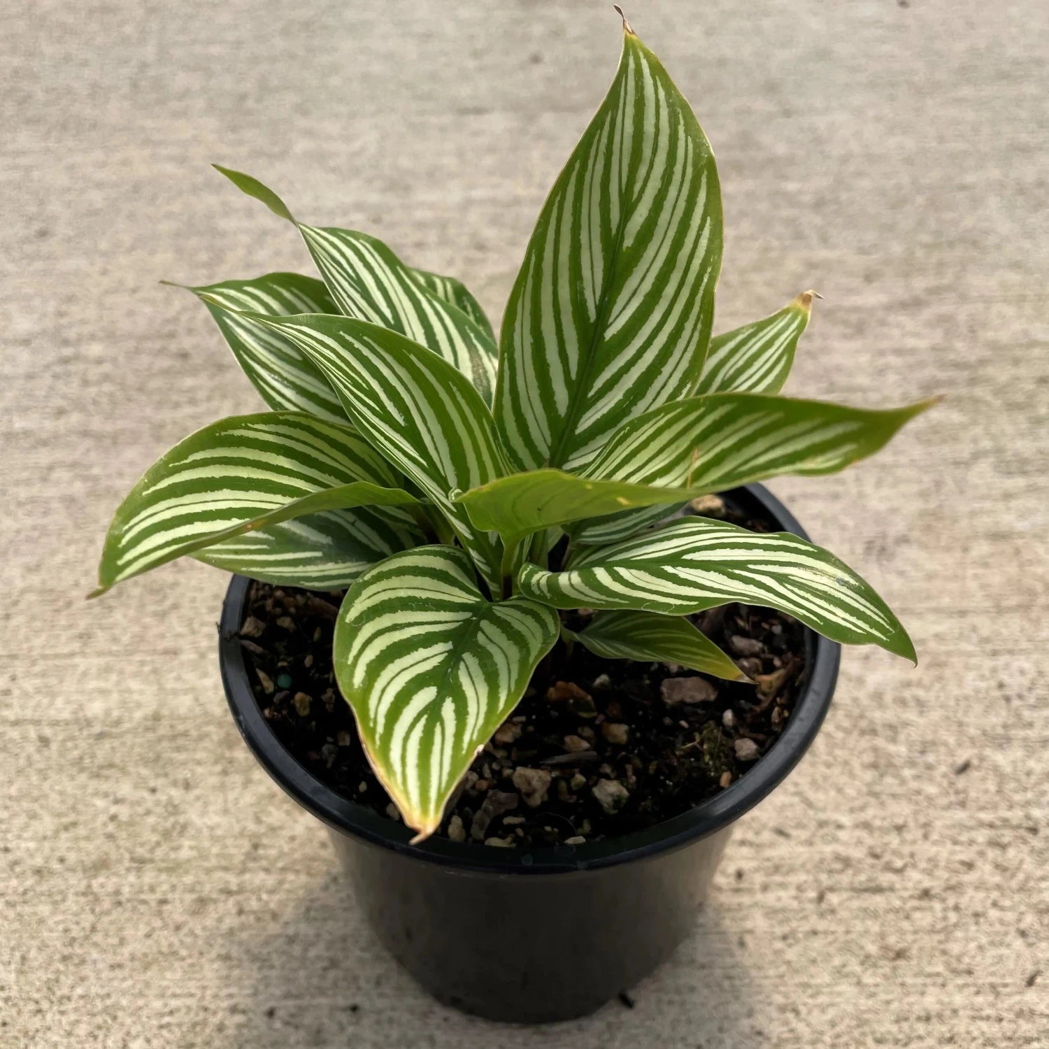 Calathea Vittata (Peacock Plant) - 4"