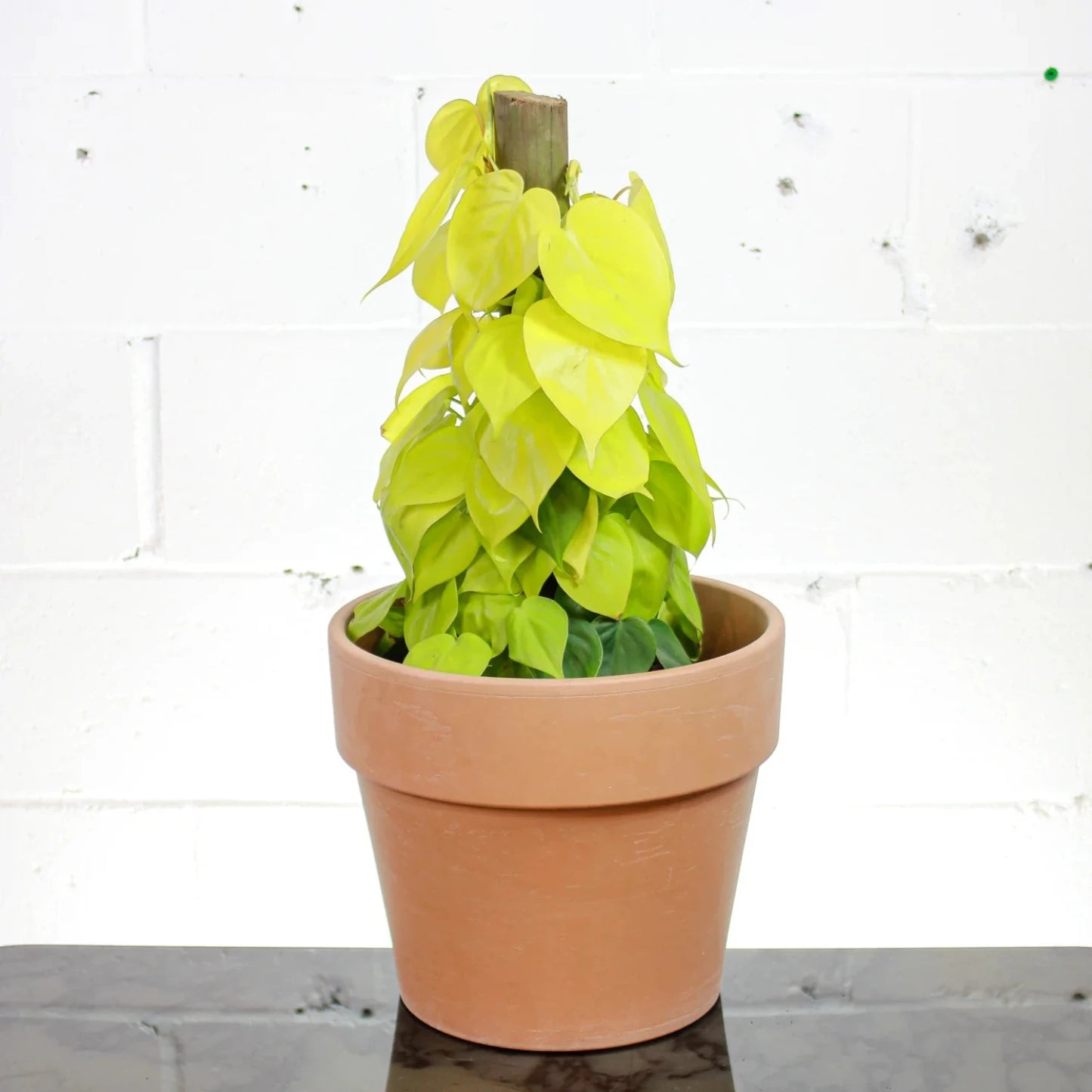 Philodendron Neon Cordatum - 2"