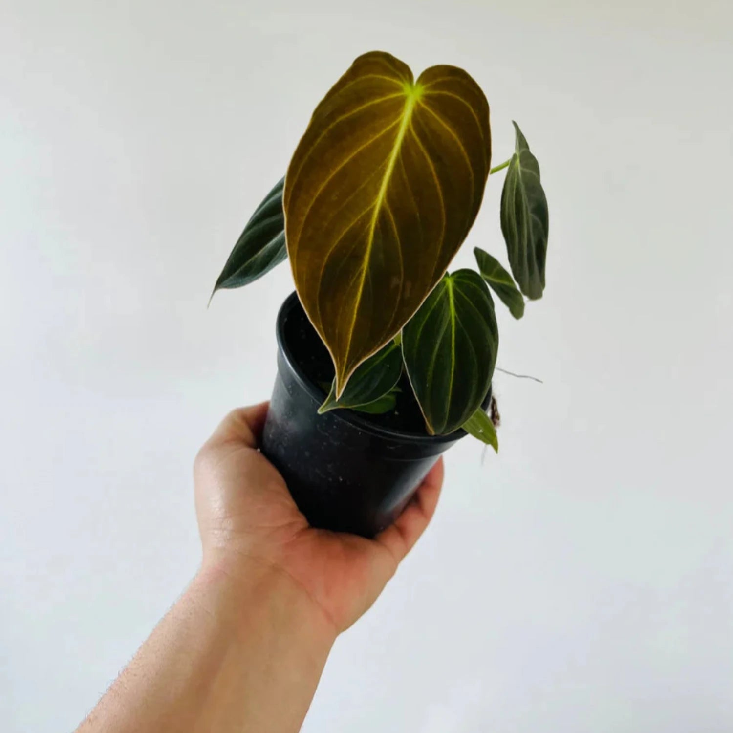 Philodendron MELANOCHRYSUM - 4"