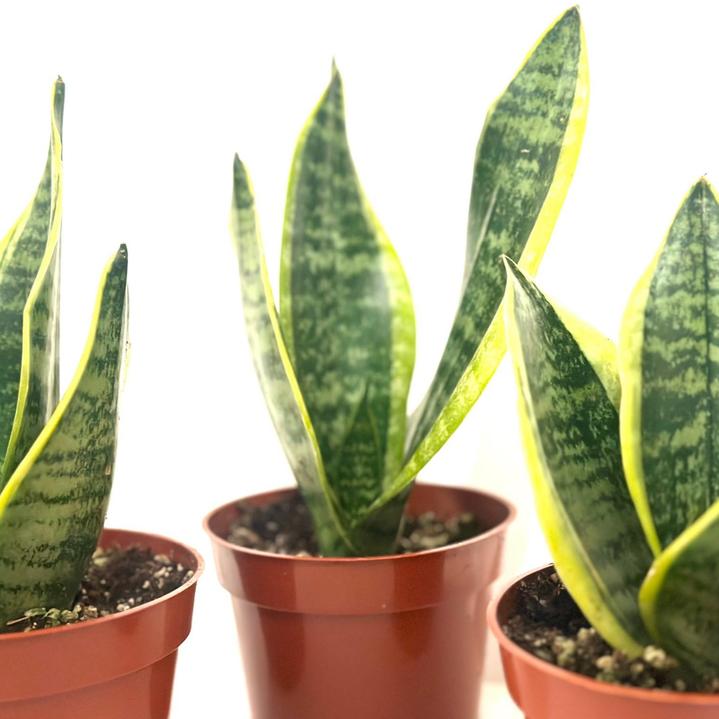 3 Sansevieria Bundle - 4"