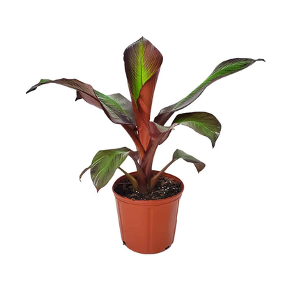 Ensete Maurelii - Red Abyssinian Banana