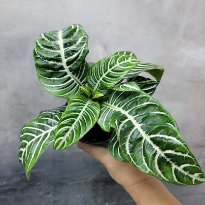 Aphelandra Zebra Plant - 4''