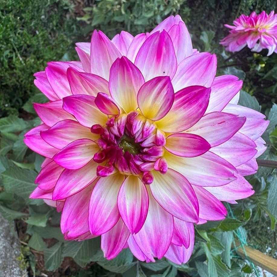 Alpen Diamond Dahlia Perennial Flower Seeds