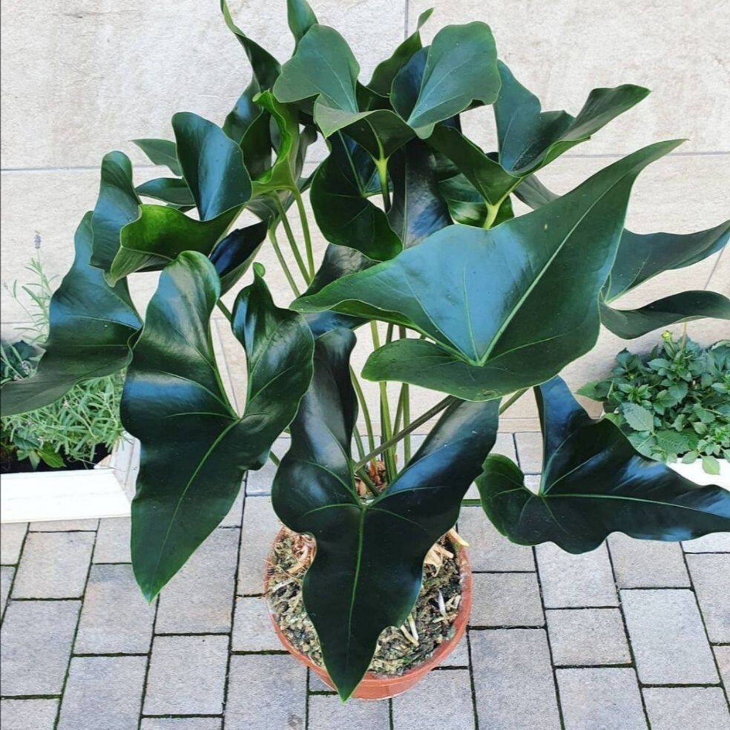 Anthurium Arrow - 6''