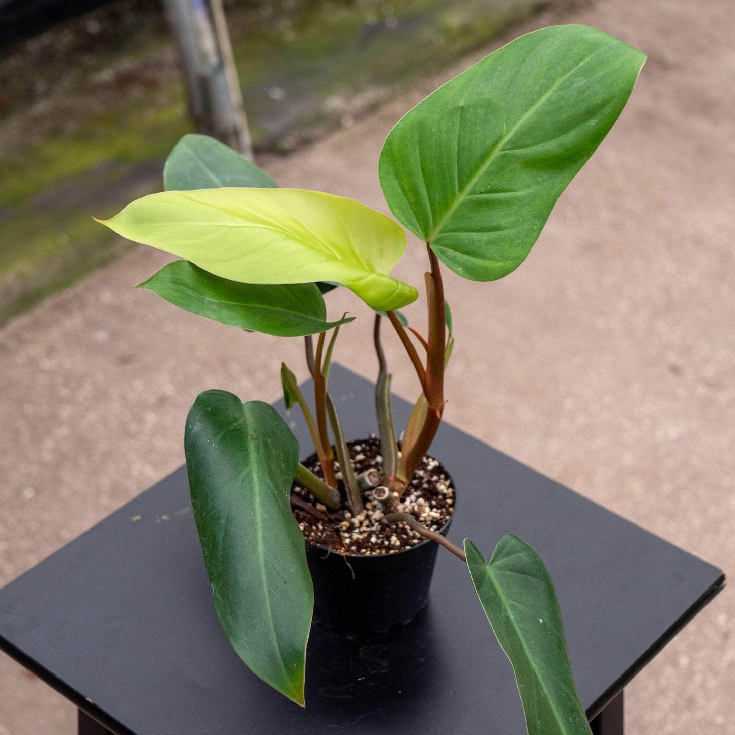 Philodendron Emerald Green - 4''