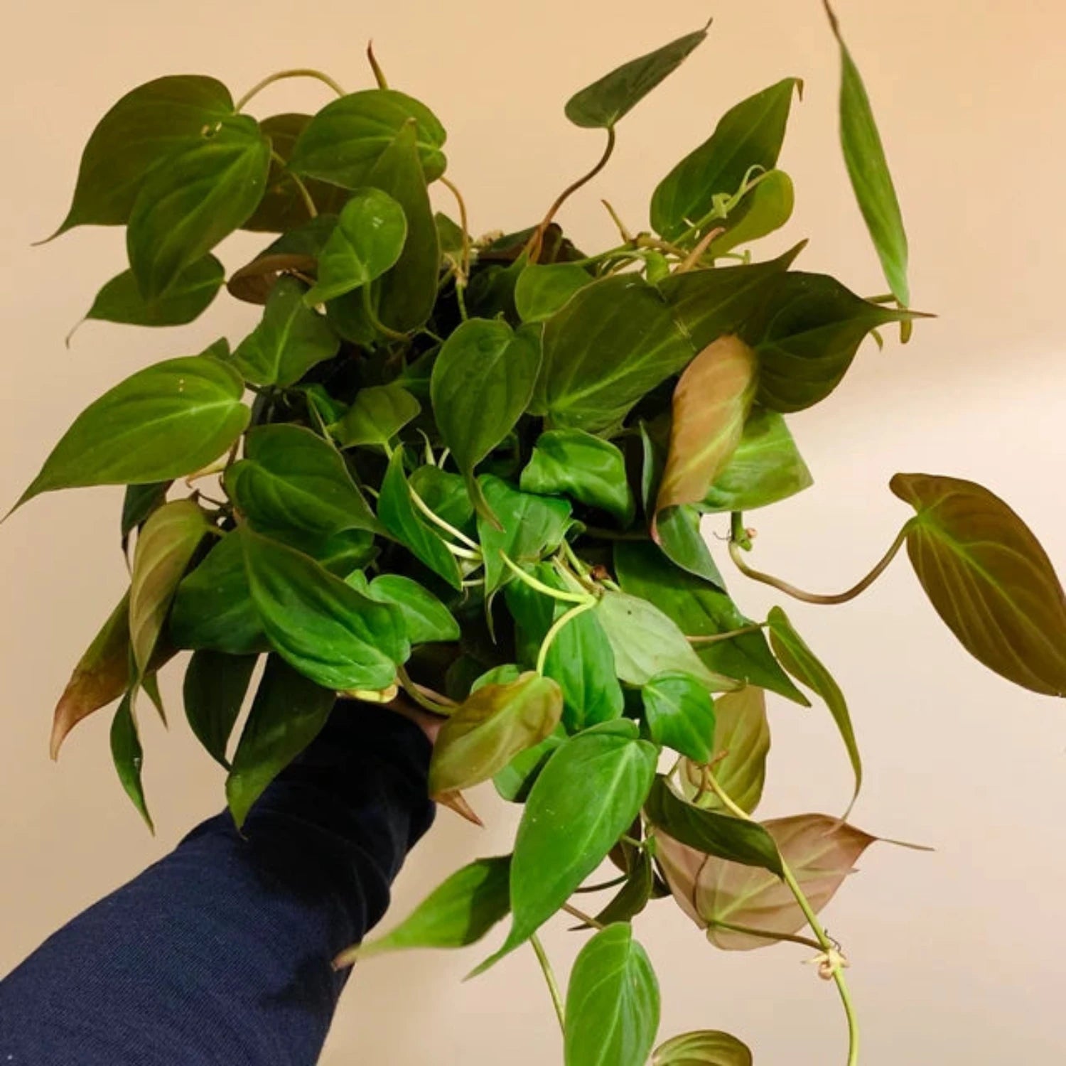 Philodendron Micans - 6"