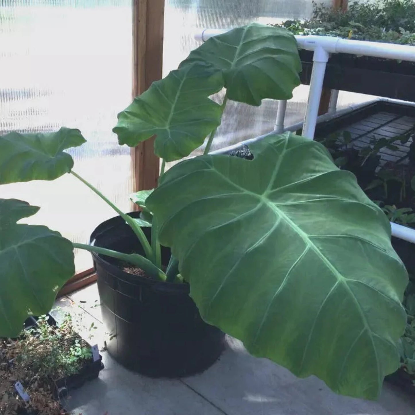 Colocasia - 'Thai Giant' - Elephant Ear