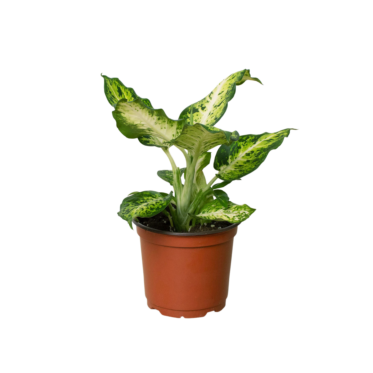 Dieffenbachia Amy - 6''