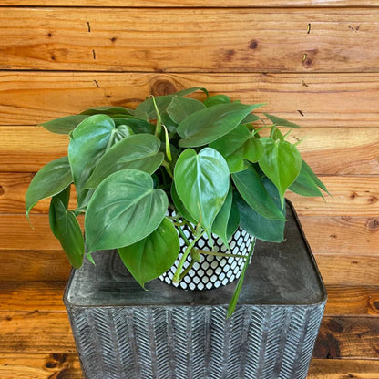 Philodendron Cordatum - 6"