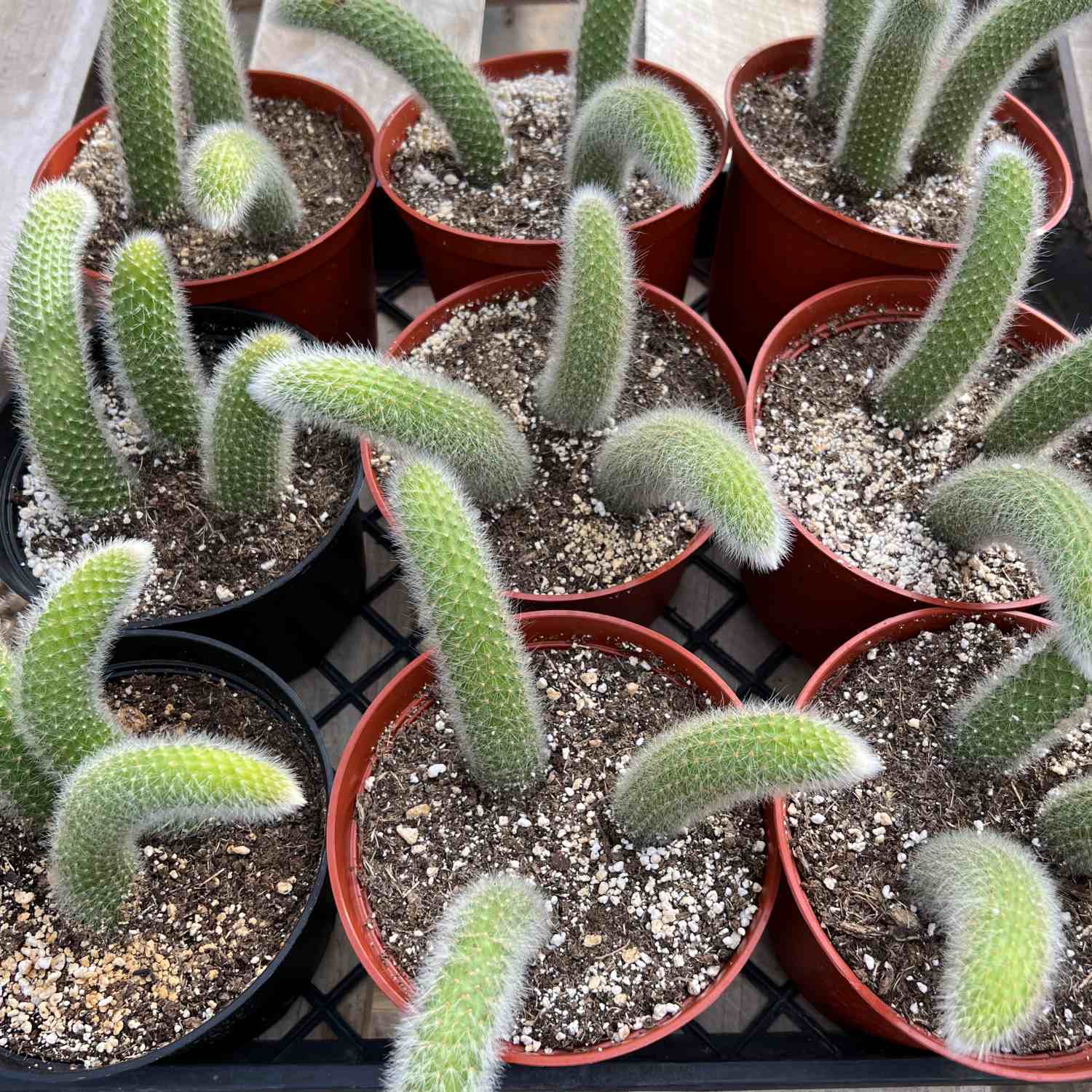 Monkey Tail Cactus - 4"