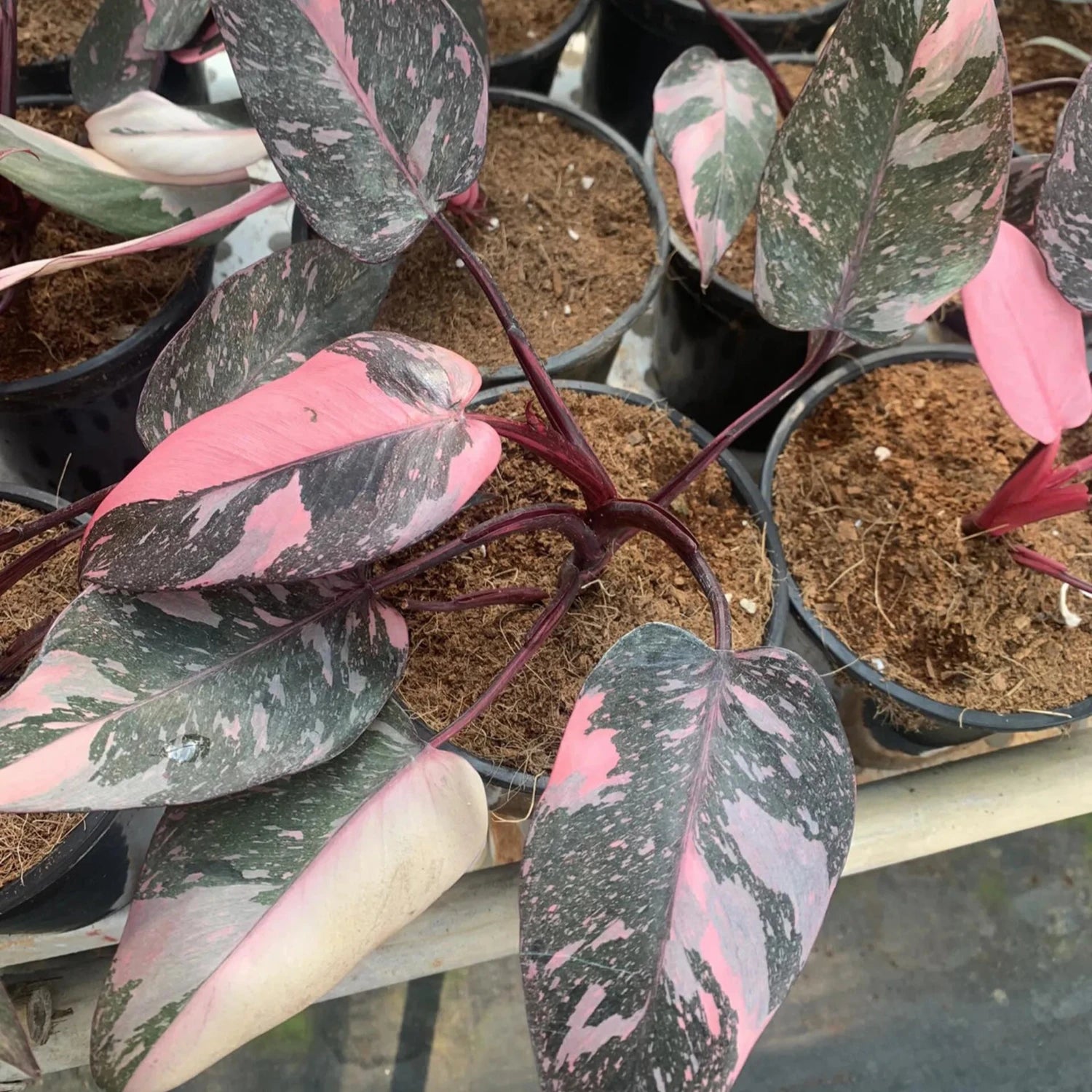 Philodendron Pink Princess - 6''