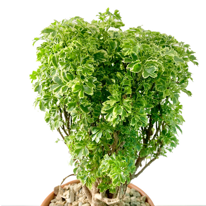 Variegated Ming Aralia - 6''