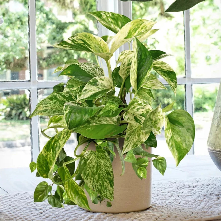 Marble Queen Pothos - 2"