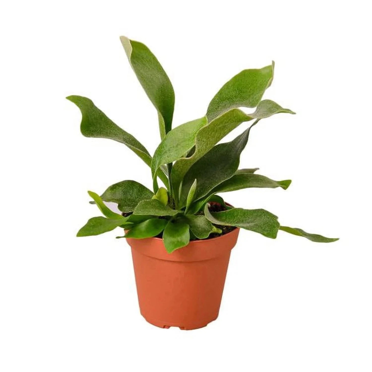 Staghorn Fern (Hanging Plant) - 6''