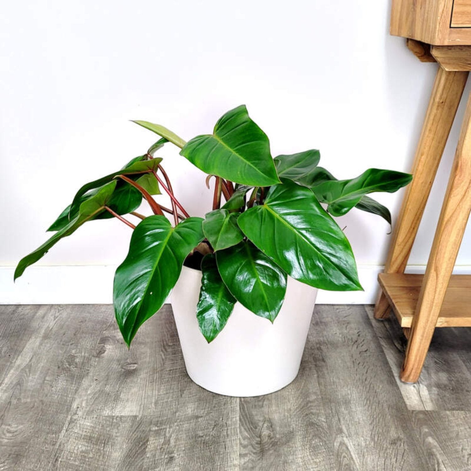 Philodendron Emerald Red - 6''