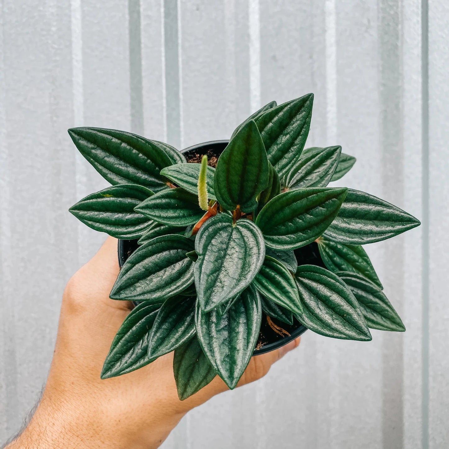 Peperomia Rosso - 4''