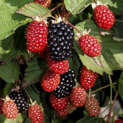 Blackberry And Raspberry Combo - 3 Varieties 6 Plants