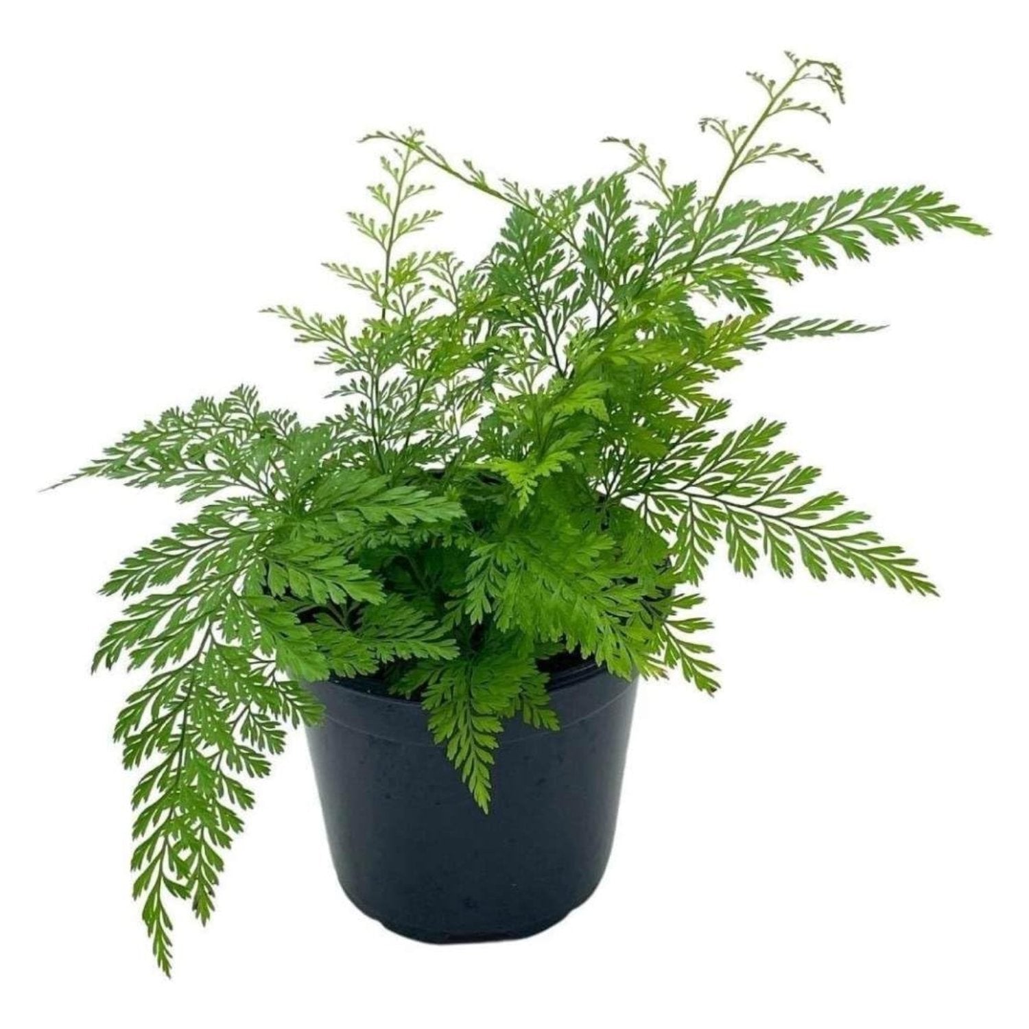 Rabbit's Foot Fern - 4''