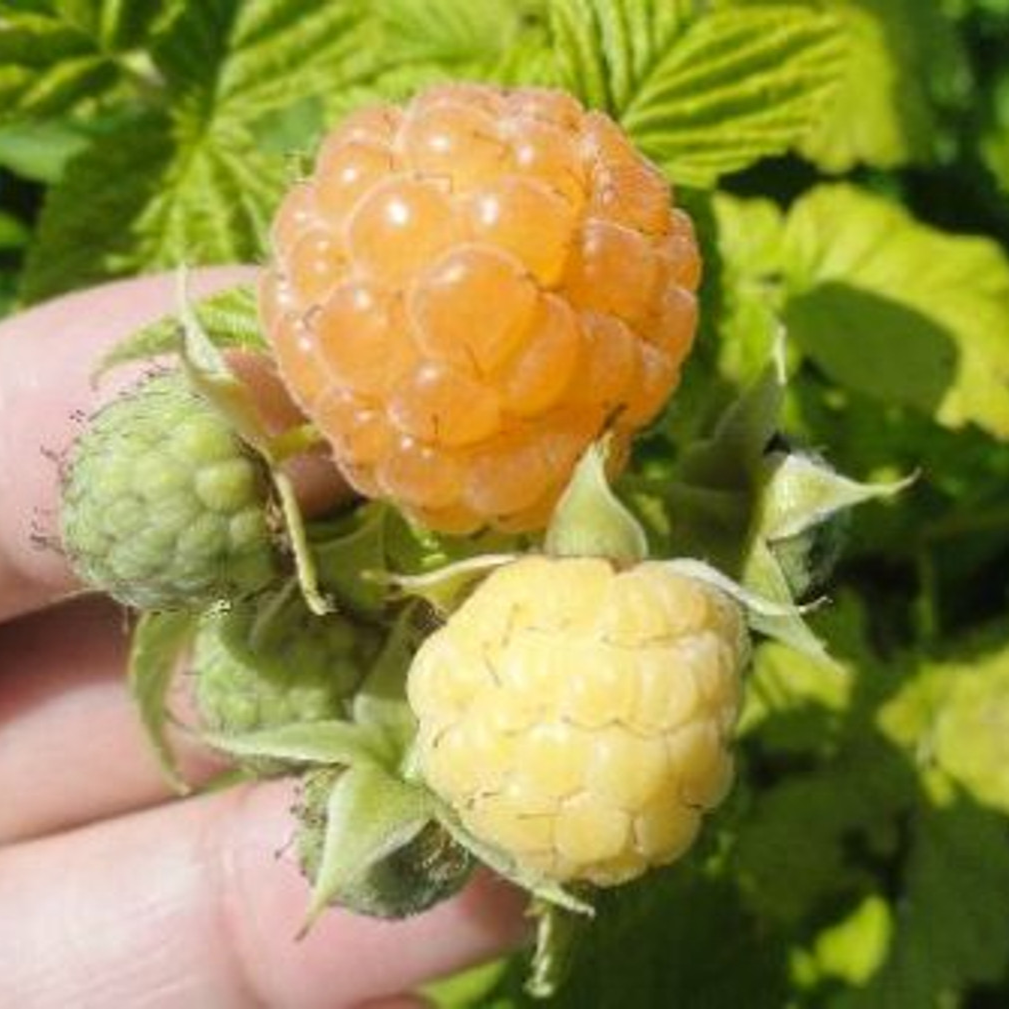 Fall Gold Raspberry Plants - 10 Live Plants - Grow Your Own Fruits