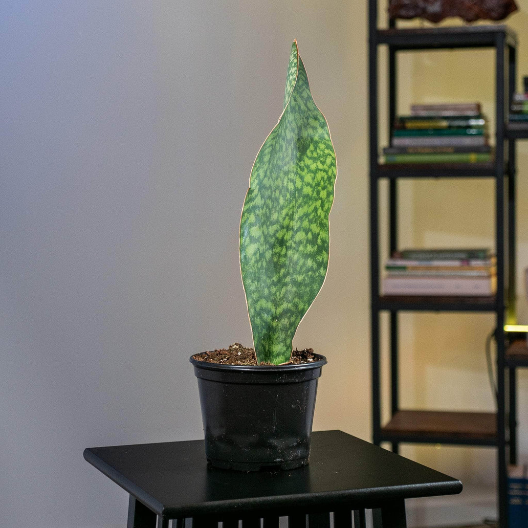 Sansevieria Masoniana (Whale Fin) - 6''