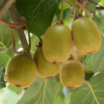 Female Kiwi - Actinidia chinensis - Female Vincent ! Live Plant