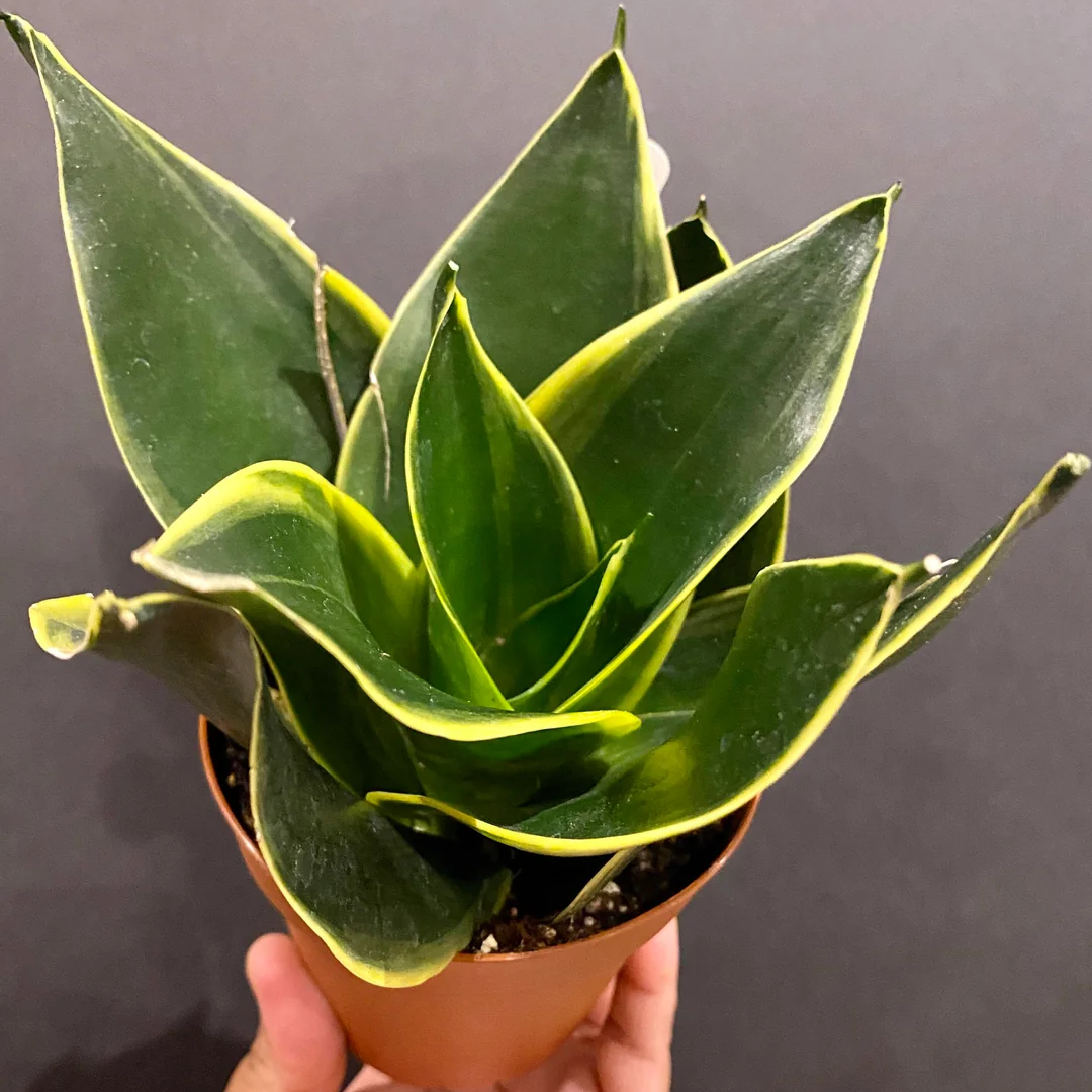 Sansevieria Snake Plant Emerald Star - 4"