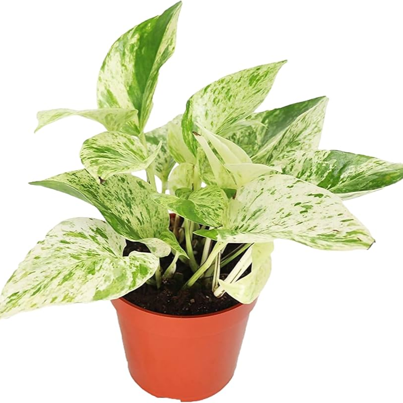 Snow Queen Pothos - 4''