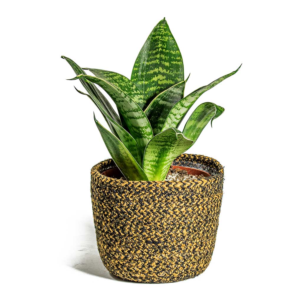 Sansevieria "Birds Nest" - 4"