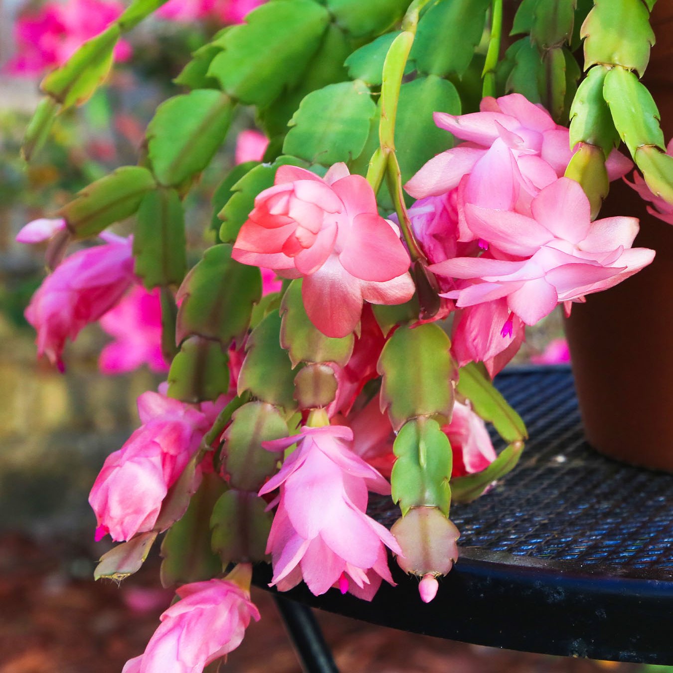 Rose Christmas Cactus - 4''