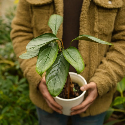 Calathea Setosa Grey Star - 4''