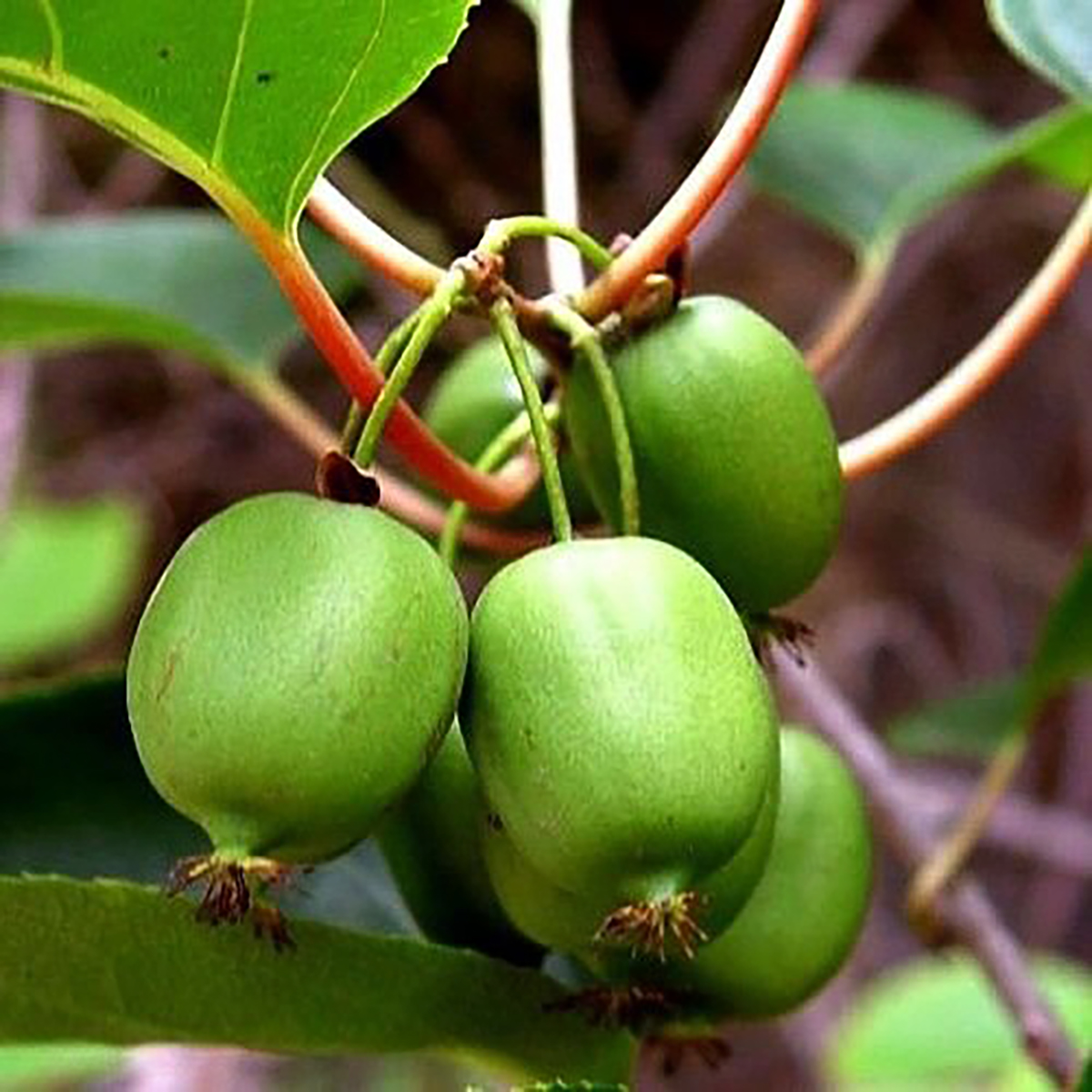 Issai Kiwi 1 Plant Garden Plant Cold Hardy Fast Vine. Arctic Grape NOT SEEDS!