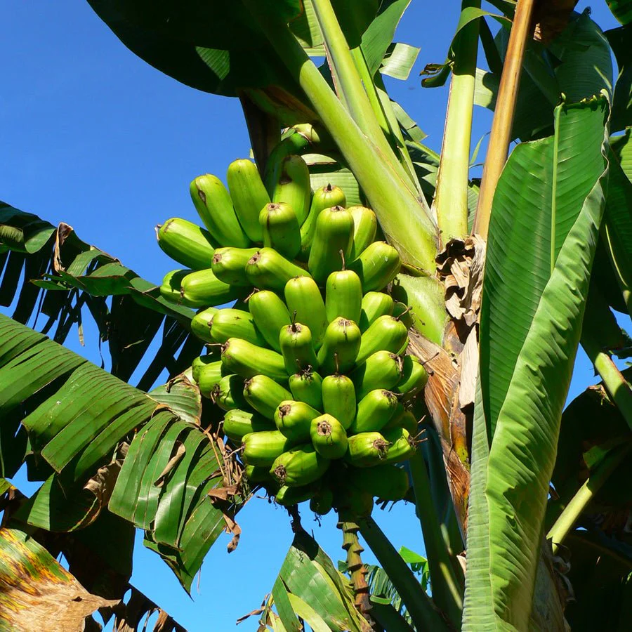 Banana And Fig Hawaiian Popoulu Red Trunk Tongan Musa