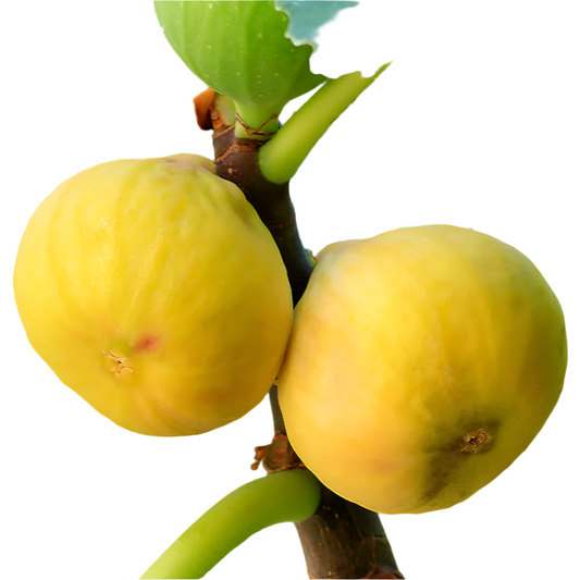 Fig Tree “Yellow Long Neck" 2 Plants Spring Special!