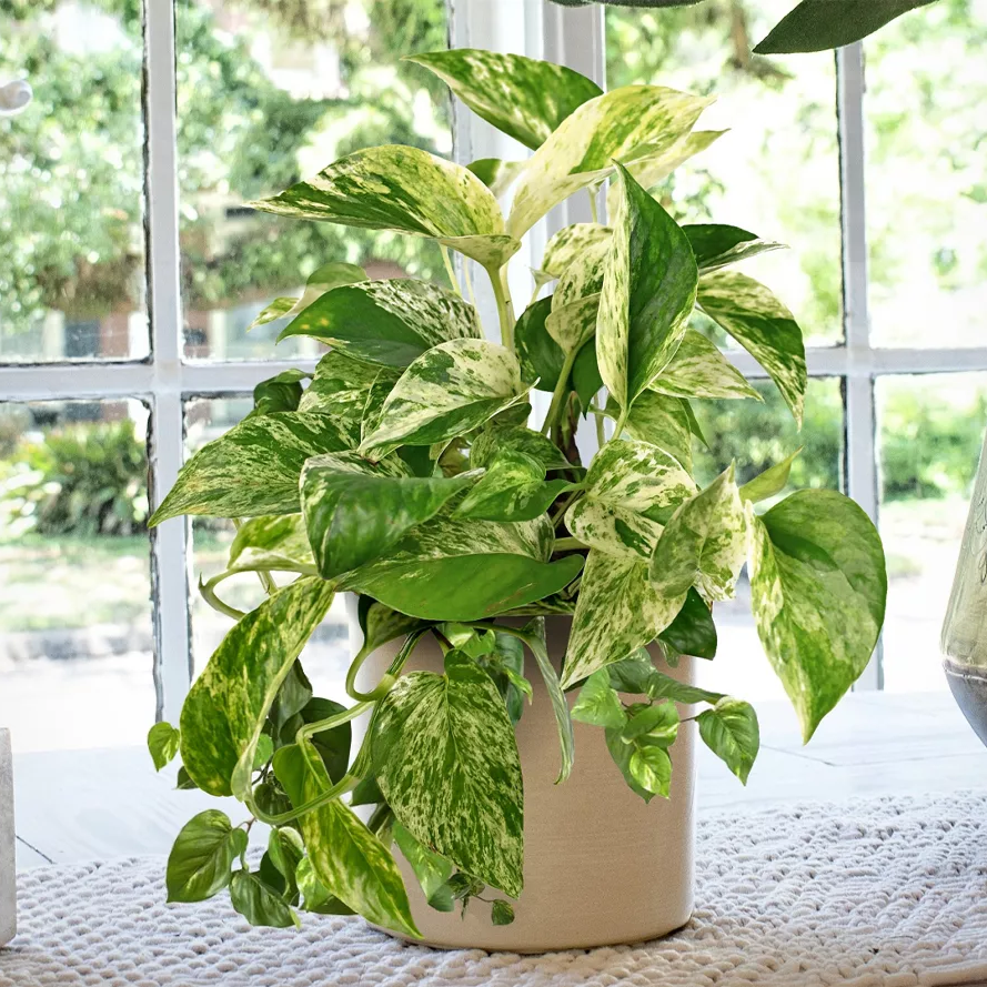 Marble Queen Devil's Ivy - 6''