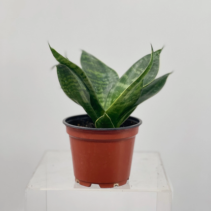 Sansevieria Misty Star - 4''