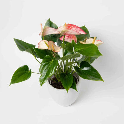 Variegated Pink & White Anthurium - 6''