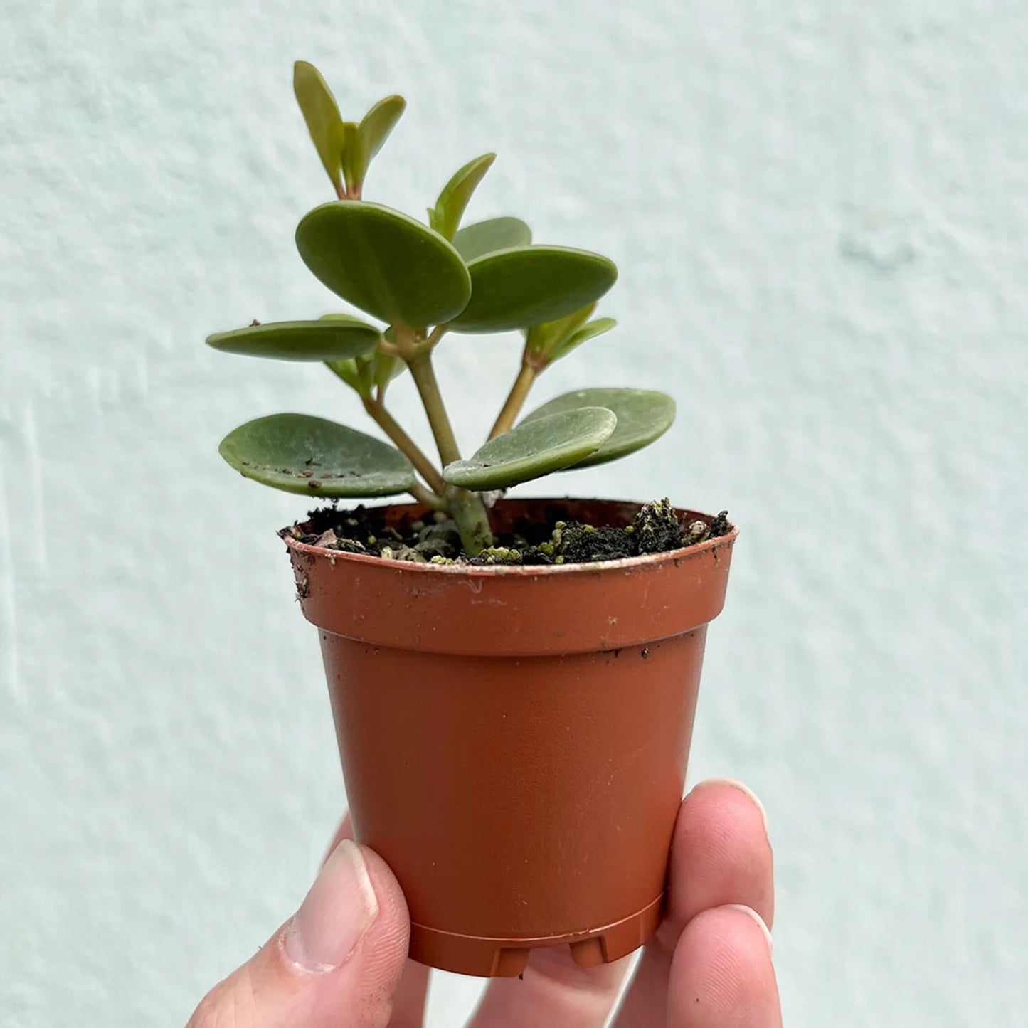 Peperomia Hope - 2''