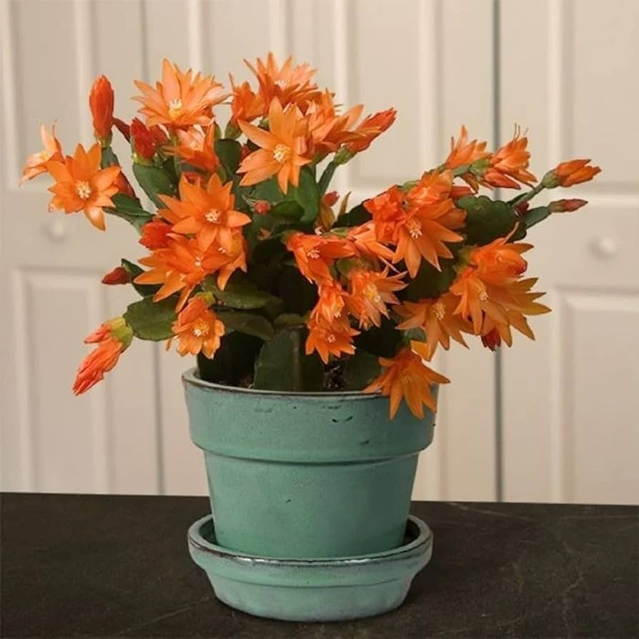 Zygocactus Orange Christmas Cactus - 4"