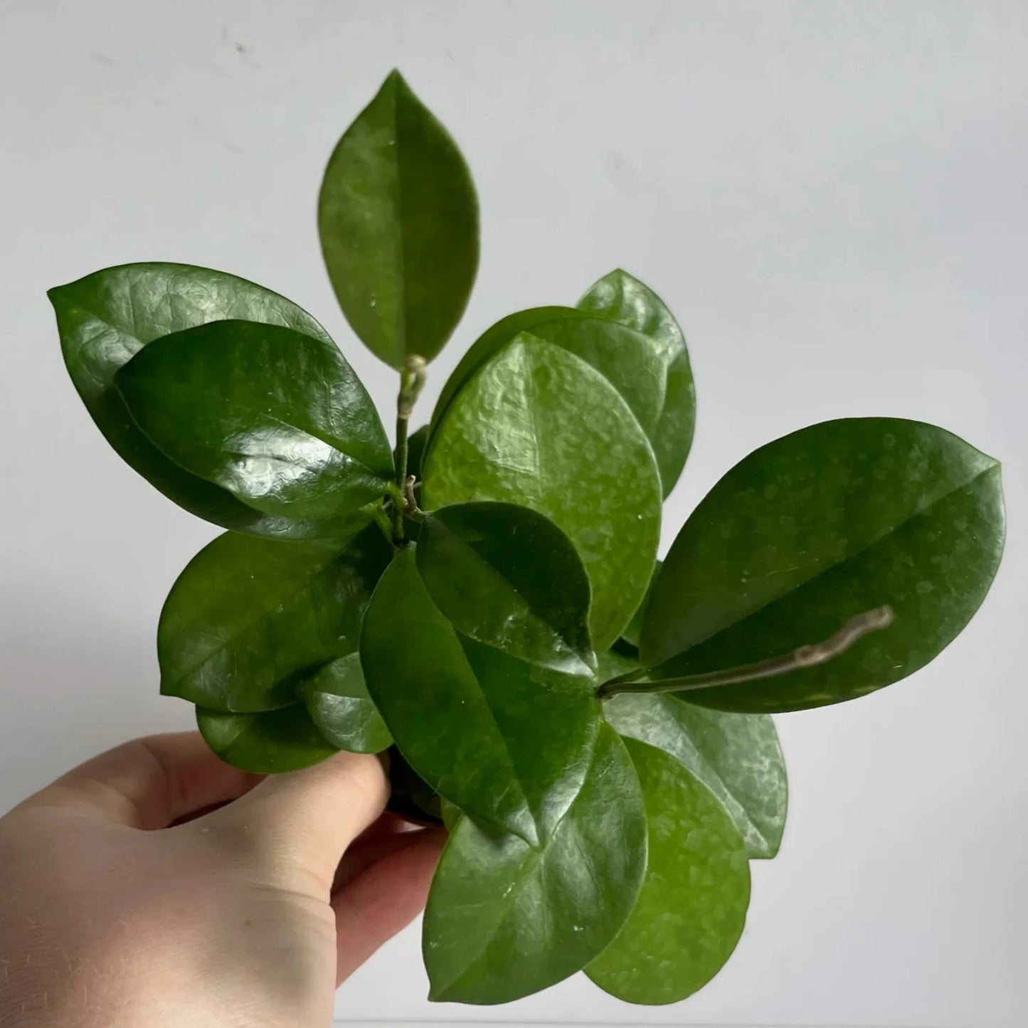 Hoya Australis - 4"