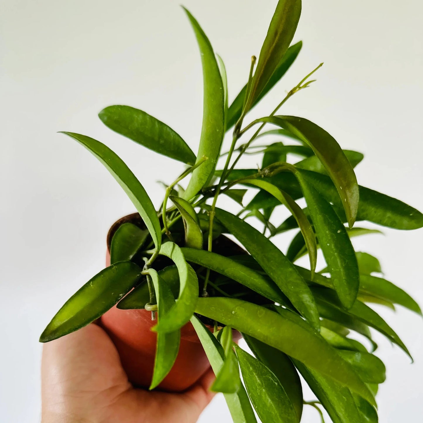 Hoya Kentiana Narrow leaf wax plant 6''