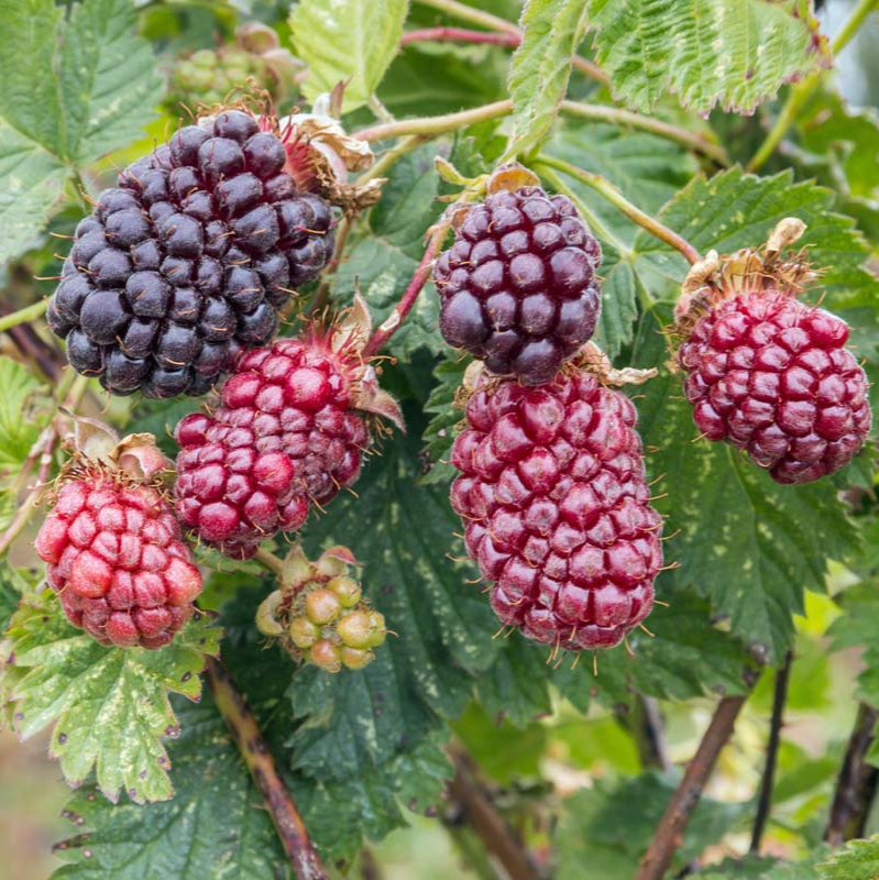 Boysenberry Plants – Two Live Boysenberry Plants Vines